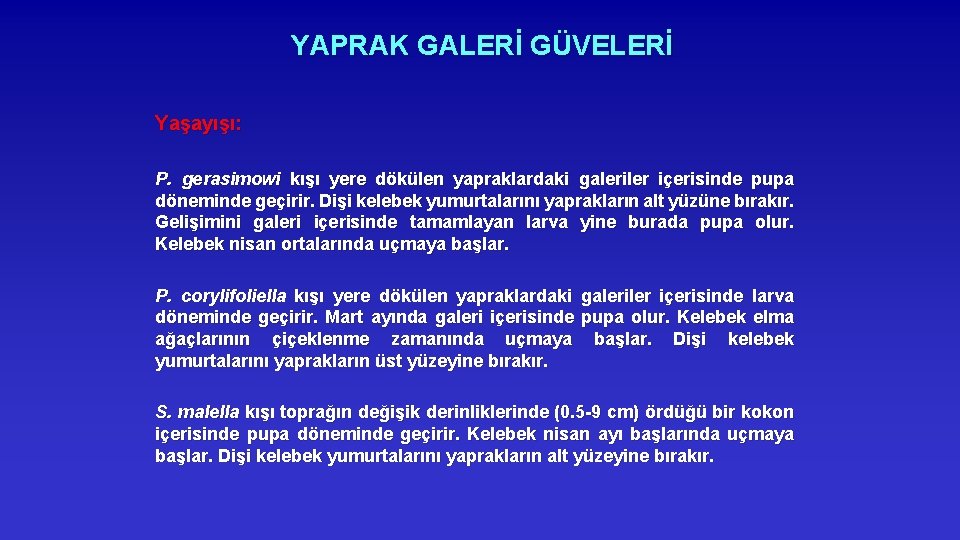 YAPRAK GALERİ GÜVELERİ Yaşayışı: P. gerasimowi kışı yere dökülen yapraklardaki galeriler içerisinde pupa döneminde