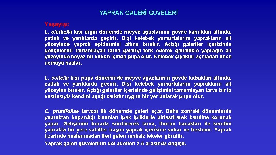 YAPRAK GALERİ GÜVELERİ Yaşayışı: L. clerkella kışı ergin dönemde meyve ağaçlarının gövde kabukları altında,