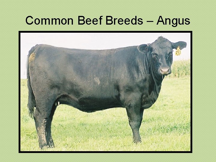 Common Beef Breeds – Angus 