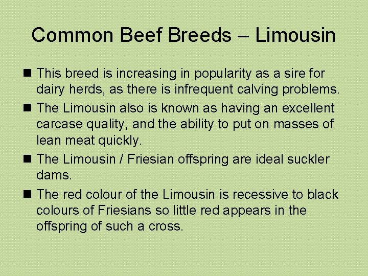 Common Beef Breeds – Limousin n This breed is increasing in popularity as a