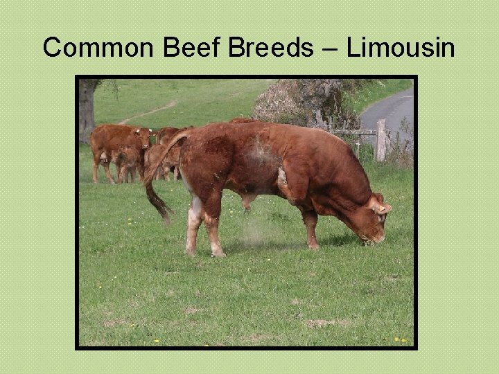 Common Beef Breeds – Limousin 