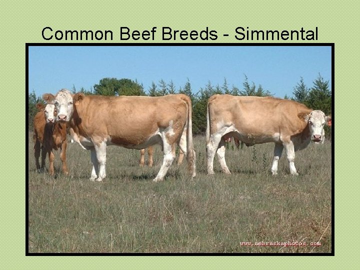 Common Beef Breeds - Simmental 
