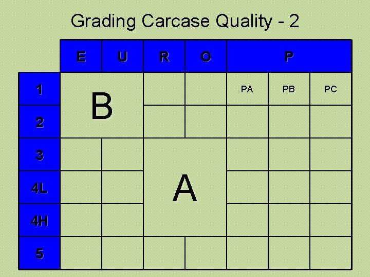 Grading Carcase Quality - 2 E 1 2 U R O PA B 3
