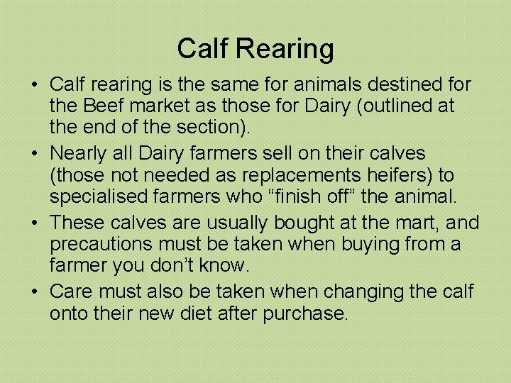 Calf Rearing • Calf rearing is the same for animals destined for the Beef