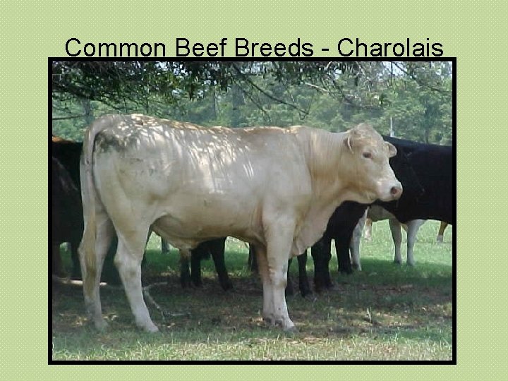 Common Beef Breeds - Charolais 