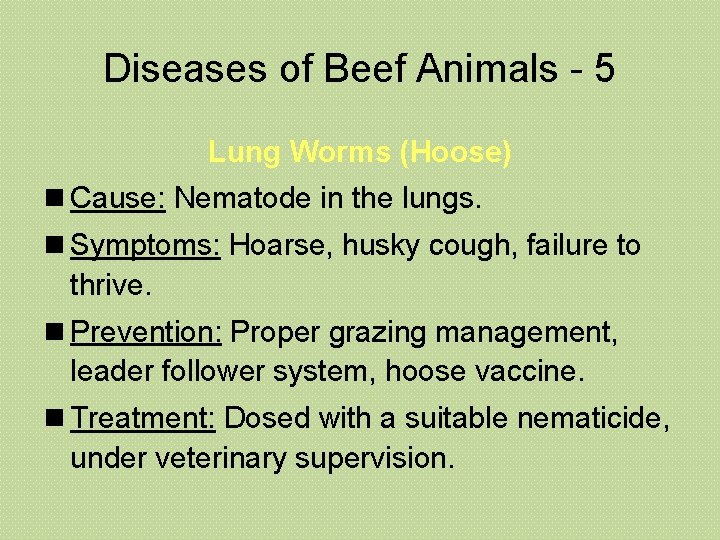 Diseases of Beef Animals - 5 Lung Worms (Hoose) n Cause: Nematode in the