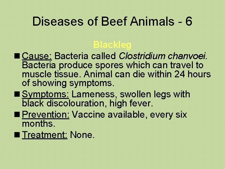 Diseases of Beef Animals - 6 Blackleg n Cause: Bacteria called Clostridium chanvoei. Bacteria