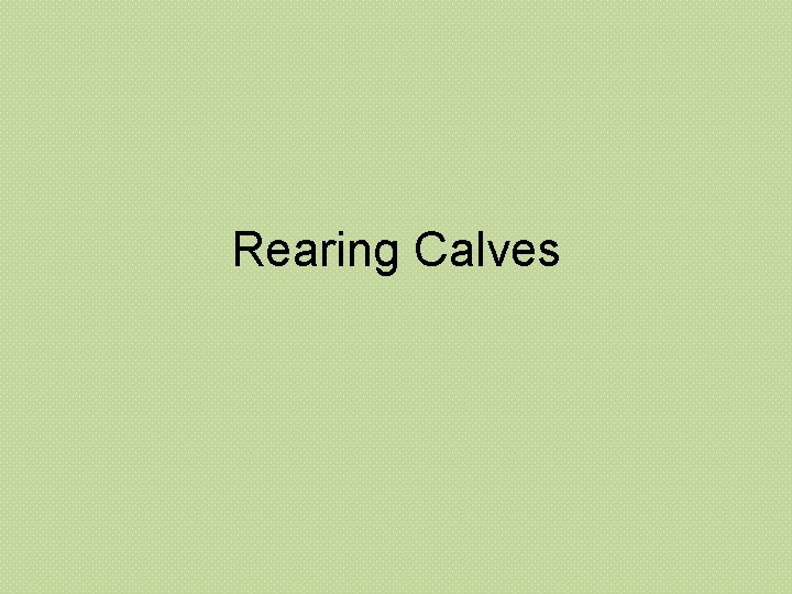 Rearing Calves 