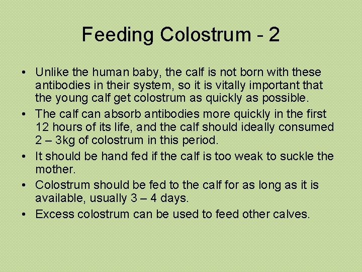 Feeding Colostrum - 2 • Unlike the human baby, the calf is not born