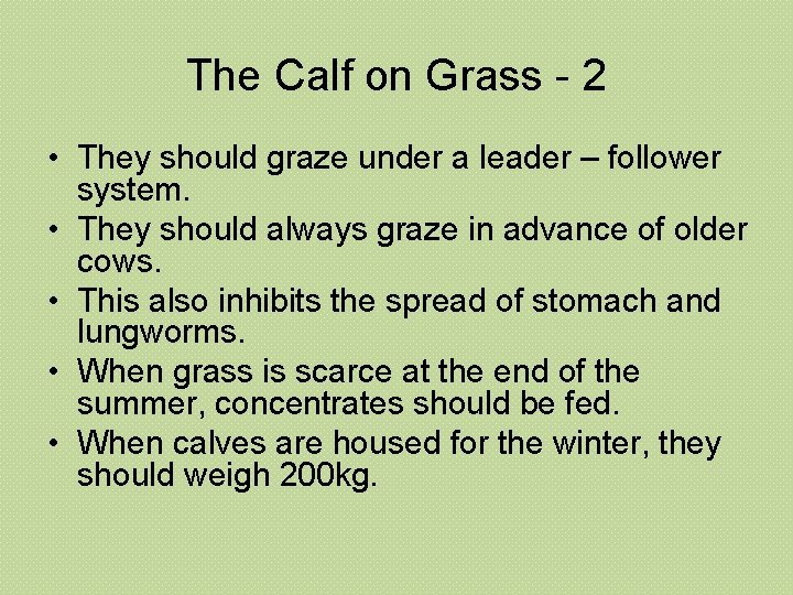 The Calf on Grass - 2 • They should graze under a leader –