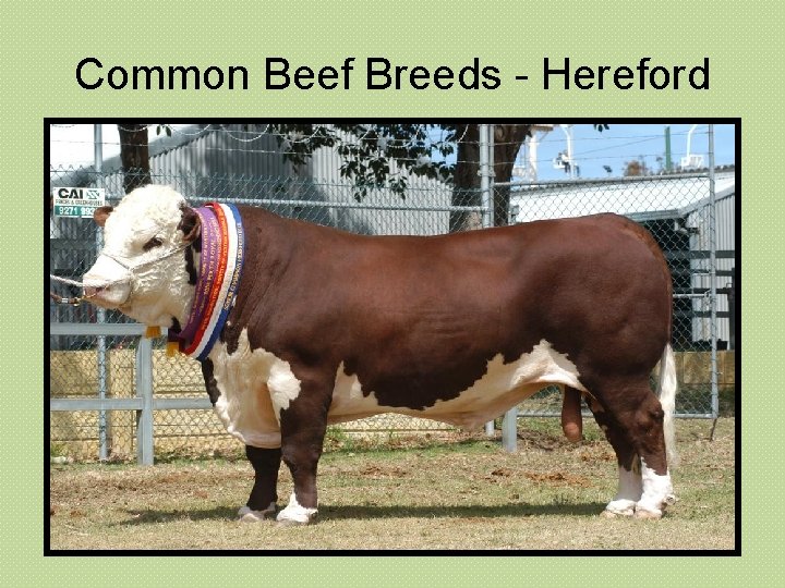 Common Beef Breeds - Hereford 