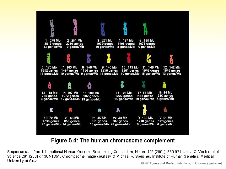 Figure 5. 4: The human chromosome complement Sequence data from International Human Genome Sequencing