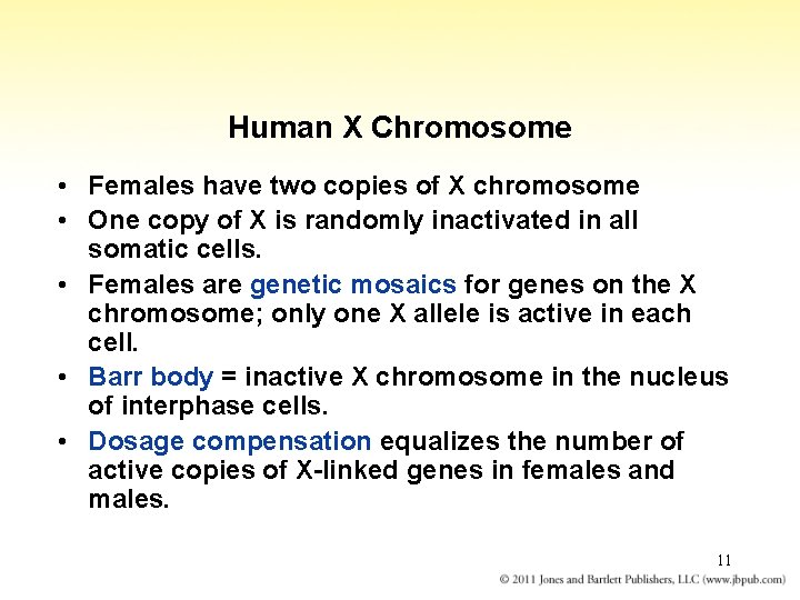 Human X Chromosome • Females have two copies of X chromosome • One copy