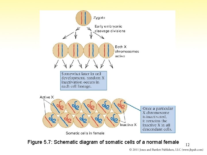 Figure 5. 7: Schematic diagram of somatic cells of a normal female 12 