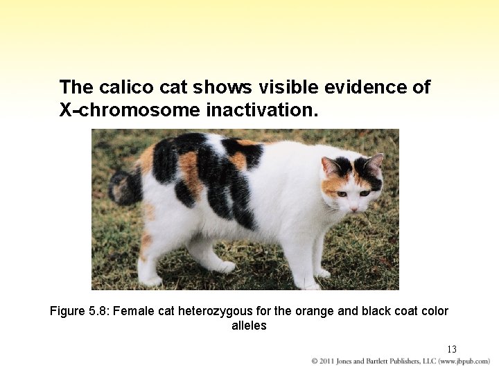 The calico cat shows visible evidence of X-chromosome inactivation. Figure 5. 8: Female cat