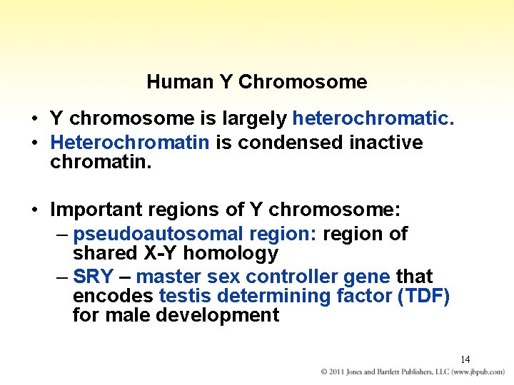 Human Y Chromosome • Y chromosome is largely heterochromatic. • Heterochromatin is condensed inactive