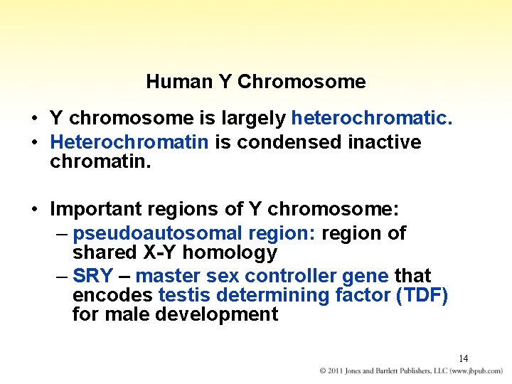 Human Y Chromosome • Y chromosome is largely heterochromatic. • Heterochromatin is condensed inactive