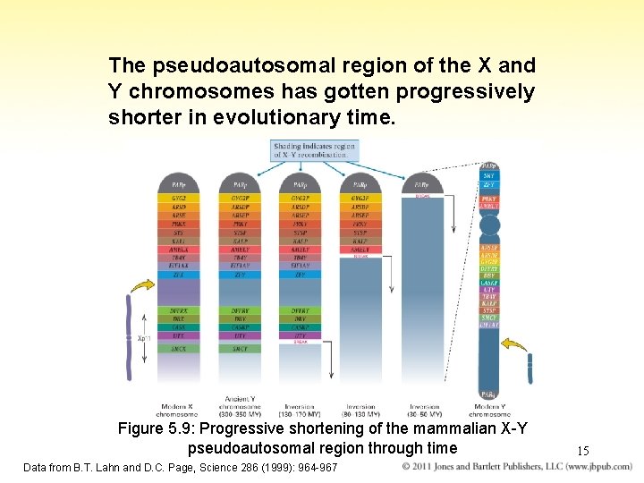 The pseudoautosomal region of the X and Y chromosomes has gotten progressively shorter in