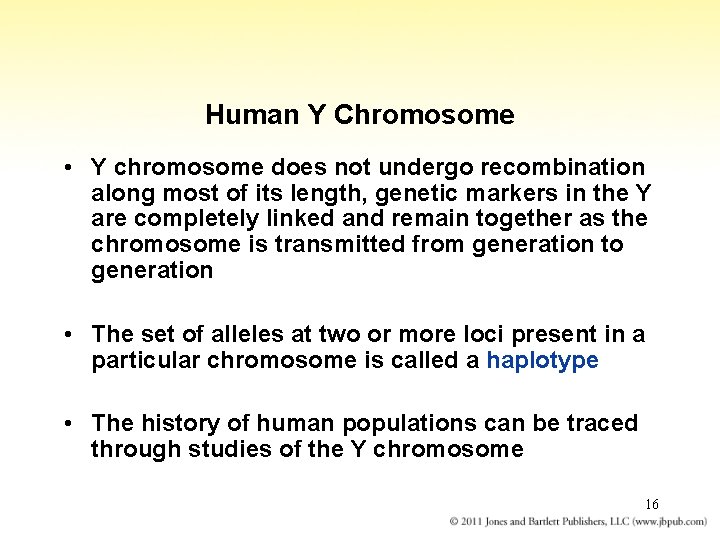 Human Y Chromosome • Y chromosome does not undergo recombination along most of its