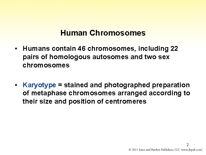 Human Chromosomes • Humans contain 46 chromosomes, including 22 pairs of homologous autosomes and