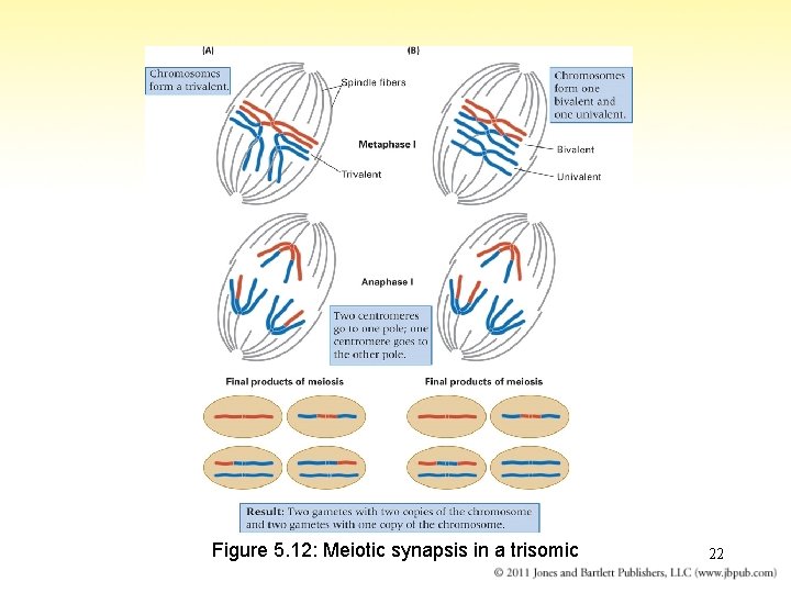 Figure 5. 12: Meiotic synapsis in a trisomic 22 