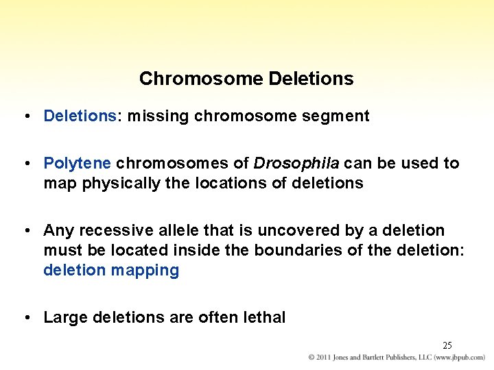 Chromosome Deletions • Deletions: missing chromosome segment • Polytene chromosomes of Drosophila can be