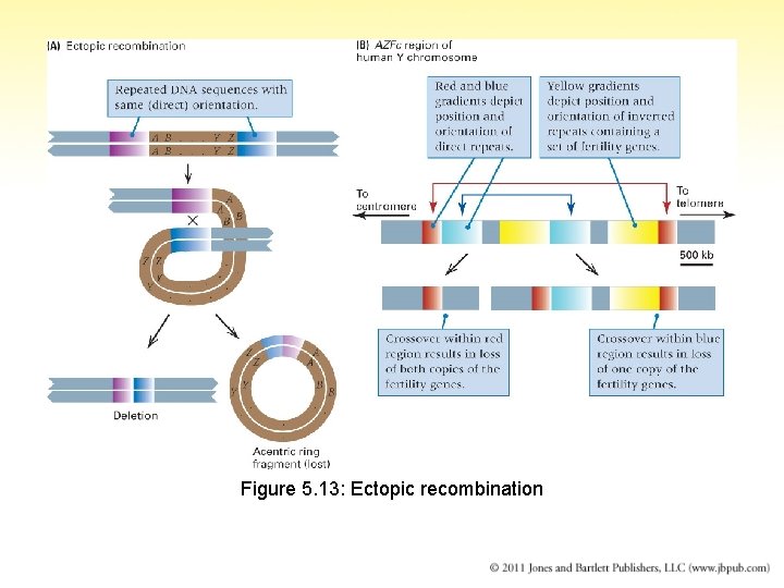 Figure 5. 13: Ectopic recombination 