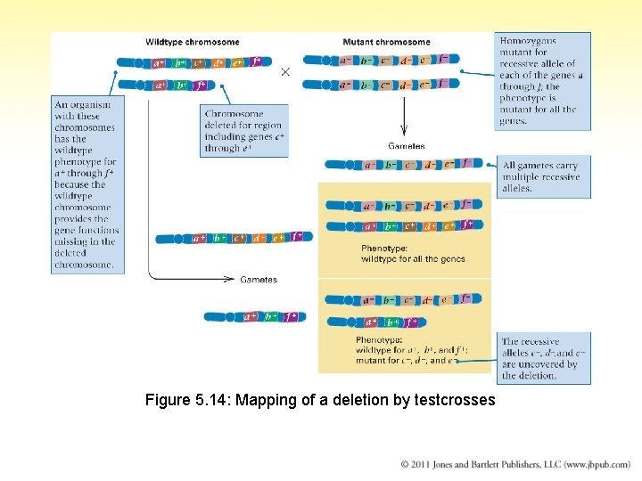 Figure 5. 14: Mapping of a deletion by testcrosses 