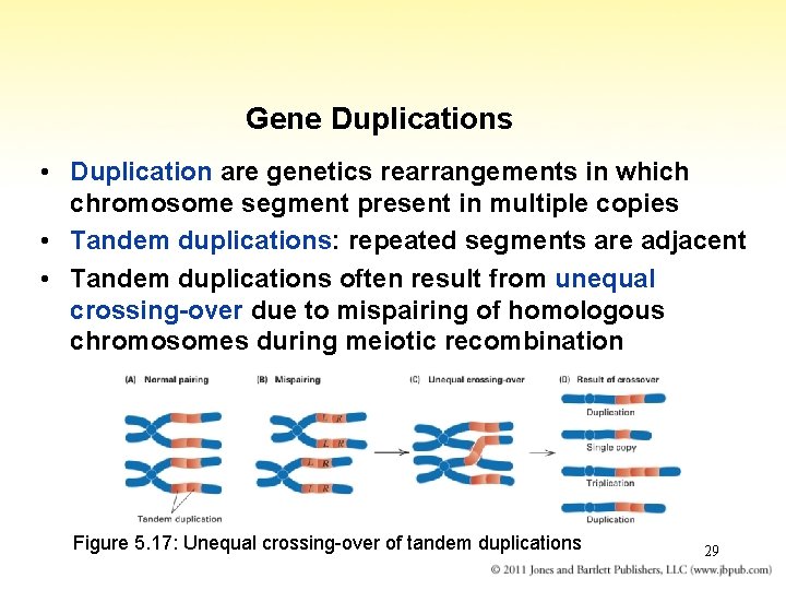 Gene Duplications • Duplication are genetics rearrangements in which chromosome segment present in multiple