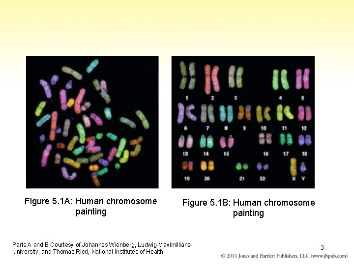 Figure 5. 1 A: Human chromosome painting Figure 5. 1 B: Human chromosome painting