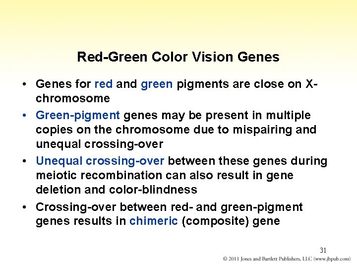 Red-Green Color Vision Genes • Genes for red and green pigments are close on