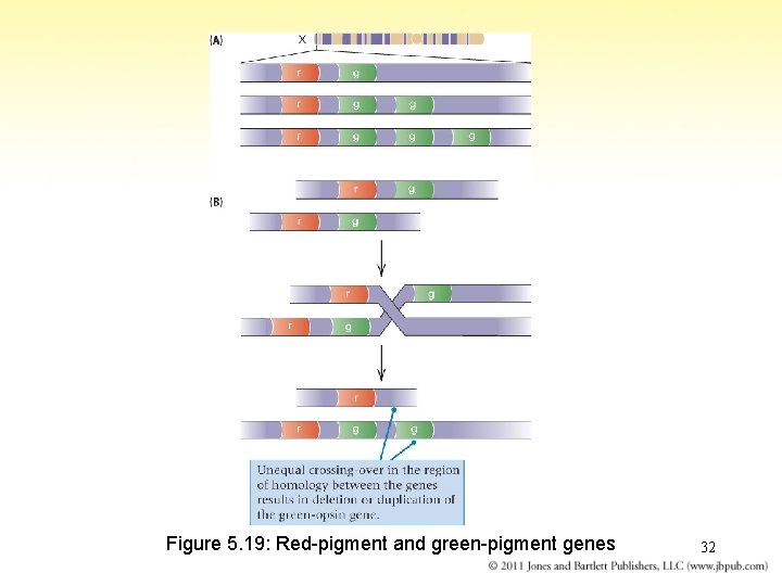 Figure 5. 19: Red-pigment and green-pigment genes 32 