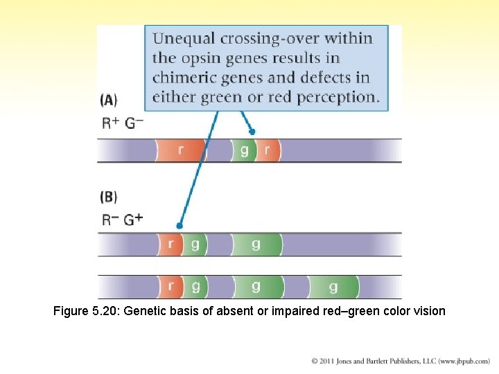 Figure 5. 20: Genetic basis of absent or impaired red–green color vision 