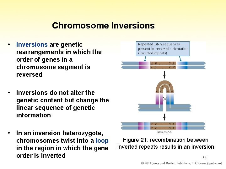 Chromosome Inversions • Inversions are genetic rearrangements in which the order of genes in