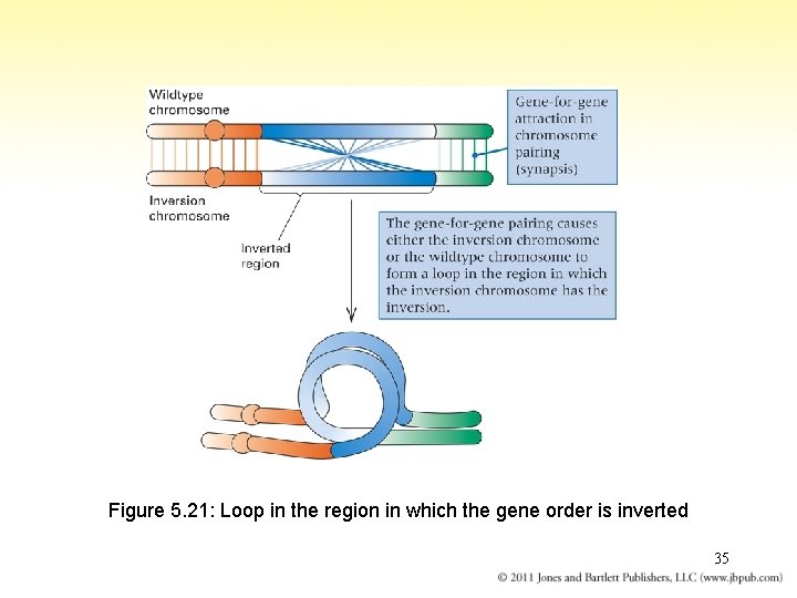 Figure 5. 21: Loop in the region in which the gene order is inverted
