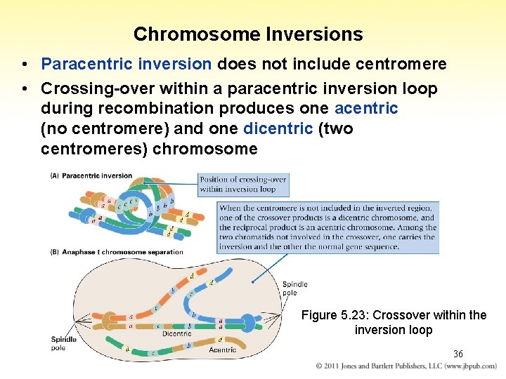 Chromosome Inversions • Paracentric inversion does not include centromere • Crossing-over within a paracentric