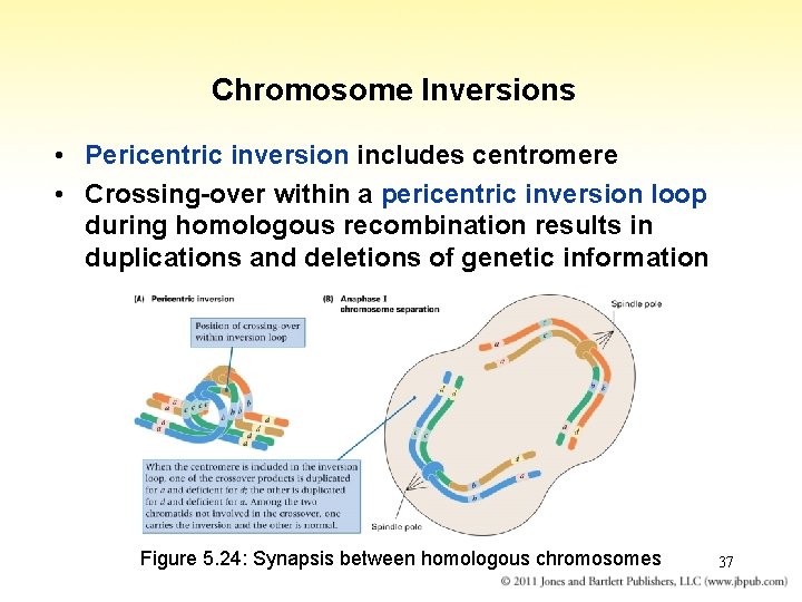 Chromosome Inversions • Pericentric inversion includes centromere • Crossing-over within a pericentric inversion loop
