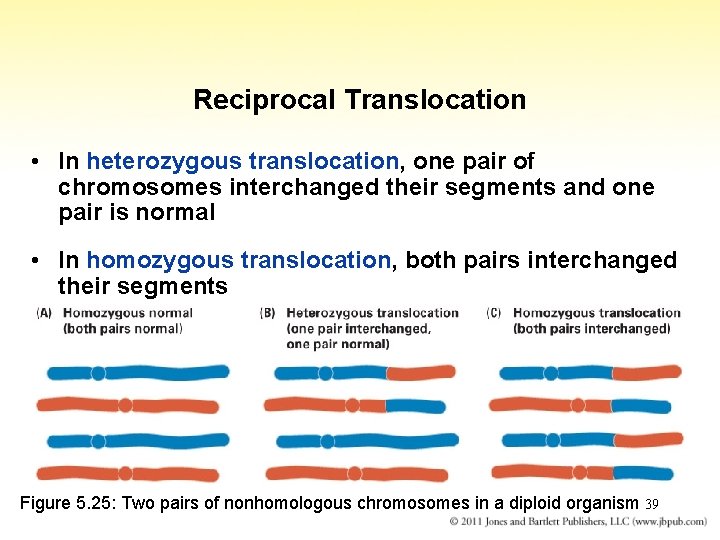 Reciprocal Translocation • In heterozygous translocation, one pair of chromosomes interchanged their segments and