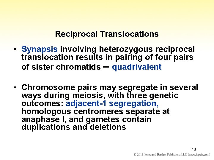 Reciprocal Translocations • Synapsis involving heterozygous reciprocal translocation results in pairing of four pairs