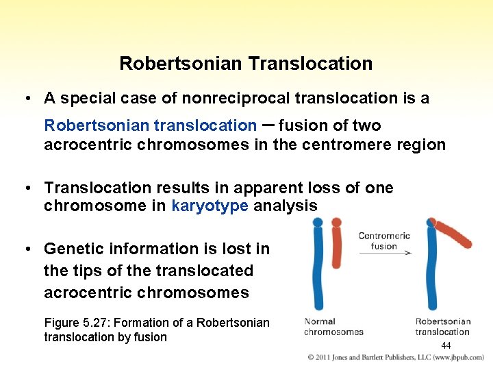 Robertsonian Translocation • A special case of nonreciprocal translocation is a Robertsonian translocation –