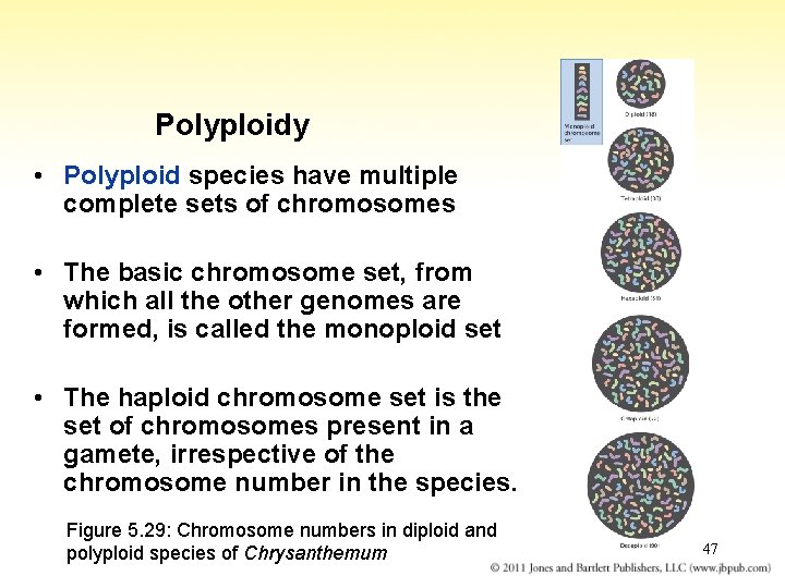 Polyploidy • Polyploid species have multiple complete sets of chromosomes • The basic chromosome