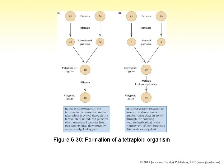 Figure 5. 30: Formation of a tetraploid organism 