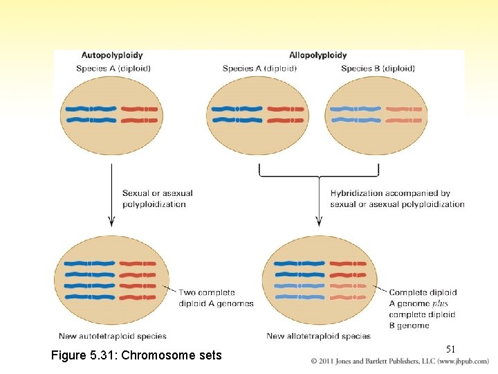 Figure 5. 31: Chromosome sets 51 