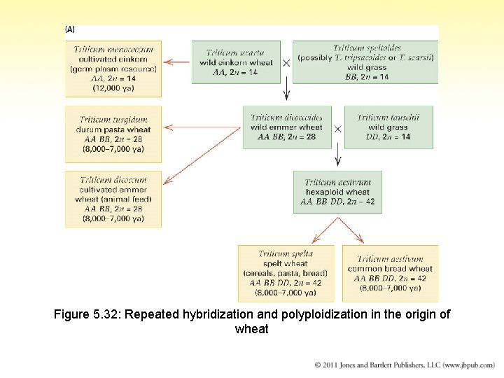 Figure 5. 32: Repeated hybridization and polyploidization in the origin of wheat 