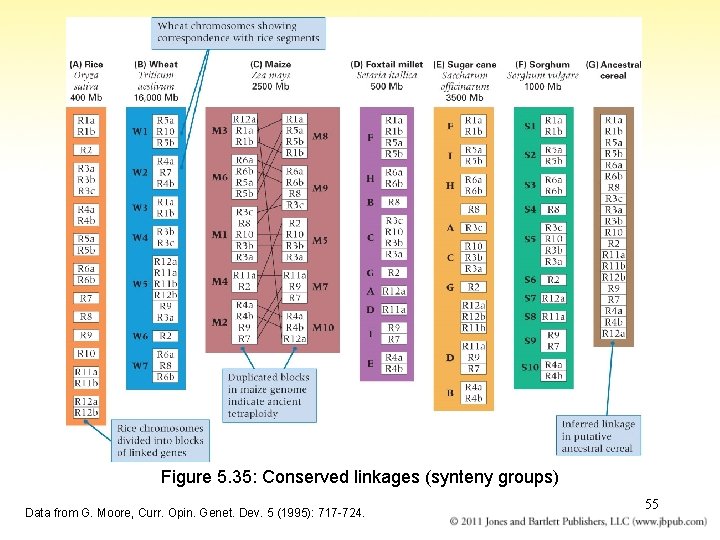 Figure 5. 35: Conserved linkages (synteny groups) Data from G. Moore, Curr. Opin. Genet.