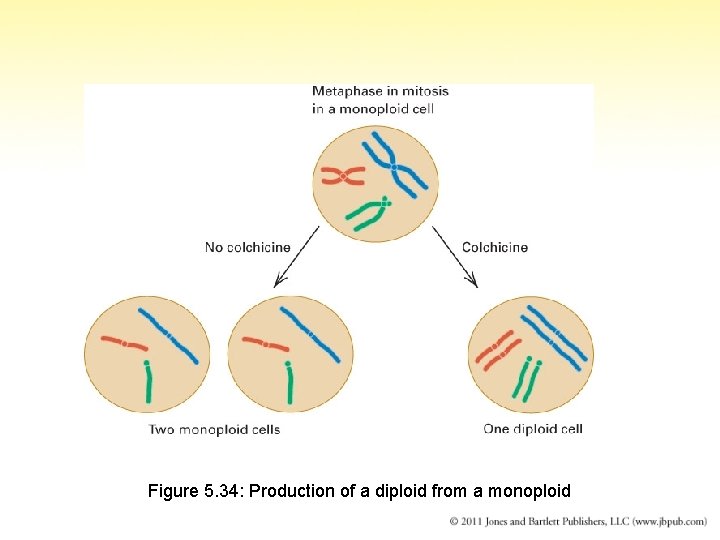 Figure 5. 34: Production of a diploid from a monoploid 