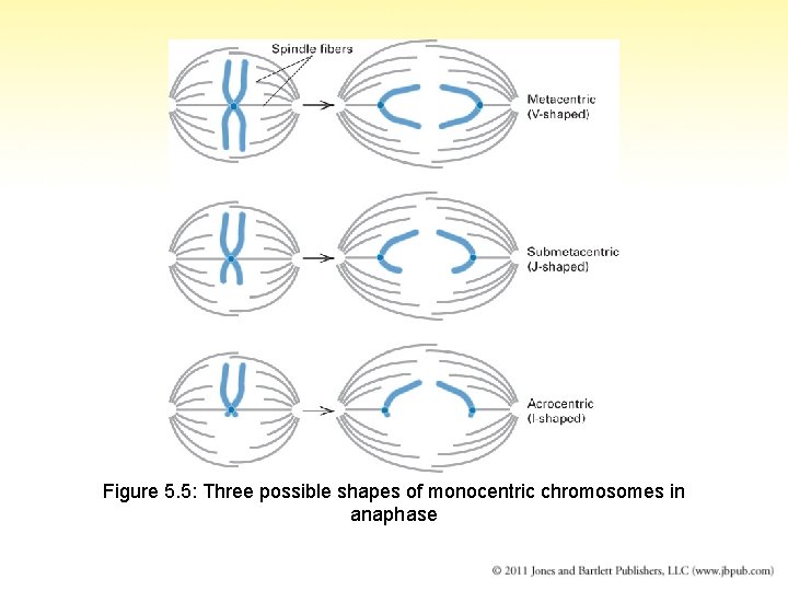 Figure 5. 5: Three possible shapes of monocentric chromosomes in anaphase 