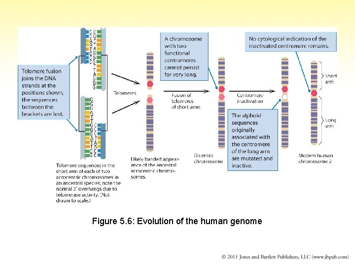 Figure 5. 6: Evolution of the human genome 