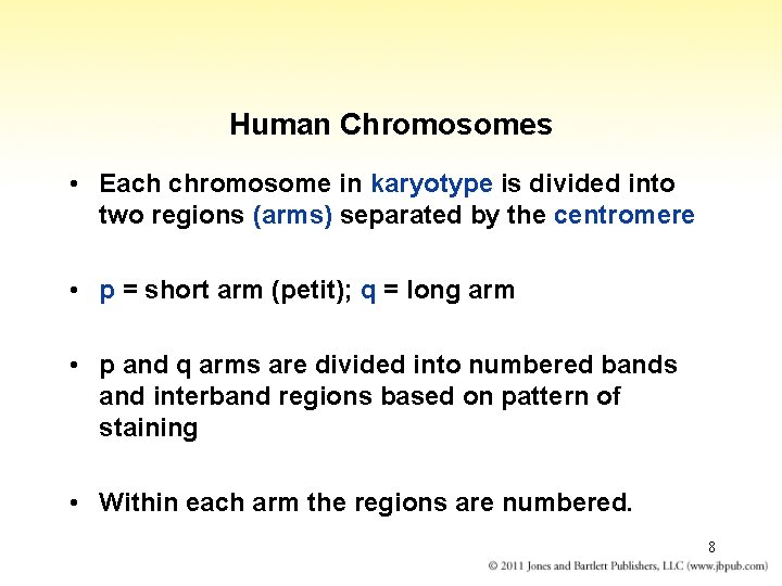 Human Chromosomes • Each chromosome in karyotype is divided into two regions (arms) separated