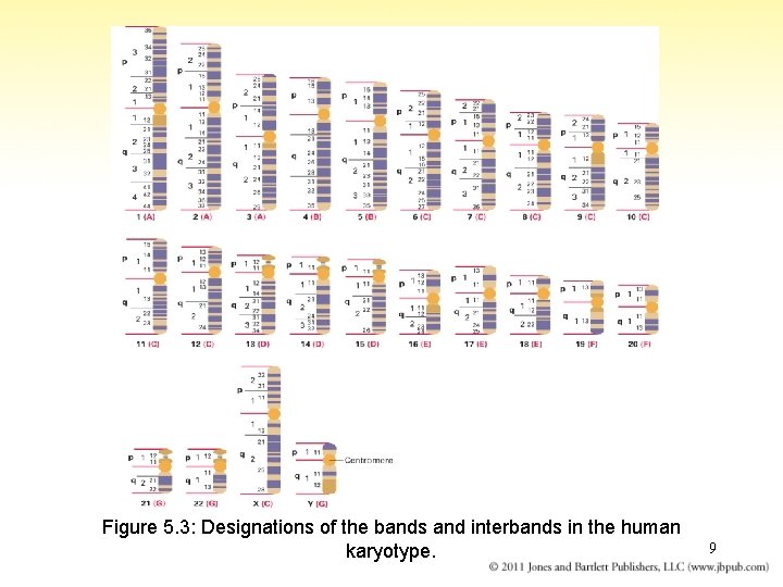 Figure 5. 3: Designations of the bands and interbands in the human karyotype. 9